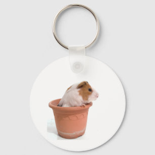 Chaveiro guinea pigs dentro a flowerpot