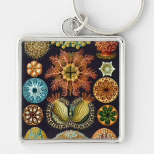Chaveiro Haeckel
