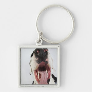 Chaveiro Harlequin great dane com boca aberta, fim-acima,