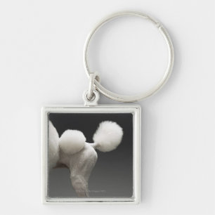 Chaveiro Haunches da caniche, no fundo cinzento