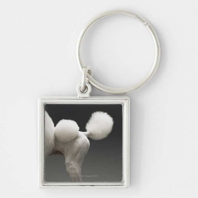 Chaveiro Haunches da caniche, no fundo cinzento (Frente)