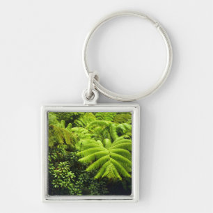 Chaveiro Havaí, Ilha Grande, Vegetação tropical exuberante