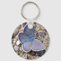 Hellblauer Schmetterling