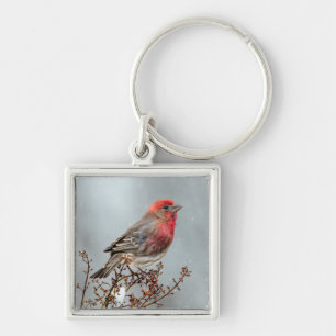 Chaveiro House Finch in Snow - Foto original