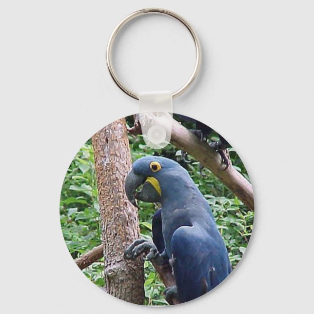 Chaveiro Hyacinth Macaw (Frente)