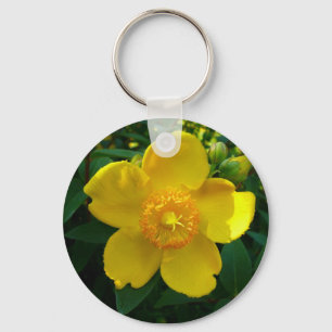 Chaveiro Hypericum Hidcote (o Wort de St John)