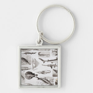 Chaveiro Ictiologias Elasmobranch, Ganoid