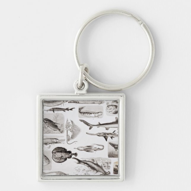 Chaveiro Ictiologias Elasmobranch, Ganoid (Frente)