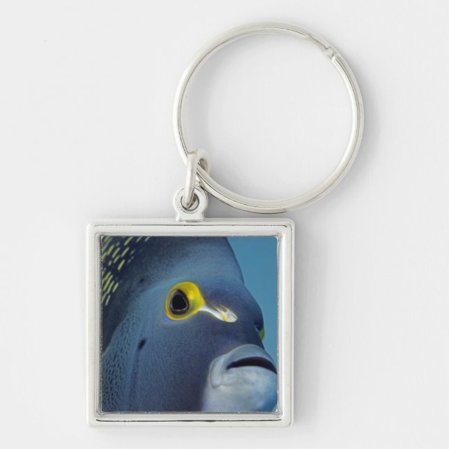 Chaveiro Ilhas Cayman, Peixe-anjo-francês Pomacanthus (Frente)