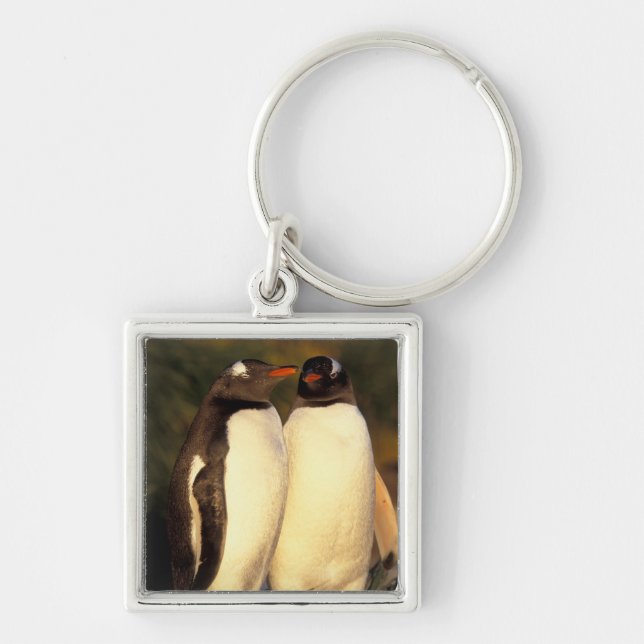 Chaveiro Ilhas Falkland. Pinguins Gentoo. (Pyroscelis (Frente)