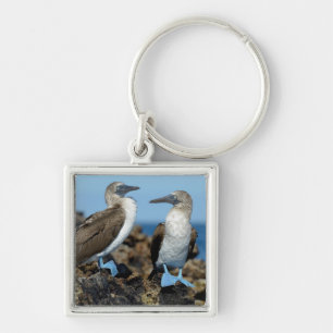 Chaveiro Ilhas Galápagos, Ilha Isabela