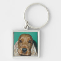 Inglês cocker spaniel