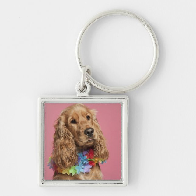 Chaveiro Inglês cocker spaniel (10 meses velho) (Frente)