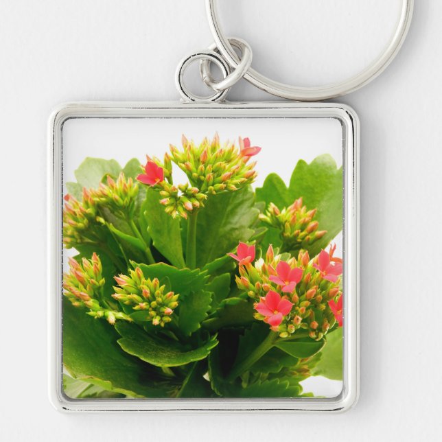Chaveiro Kalanchoe blossfeldiana (Frente)