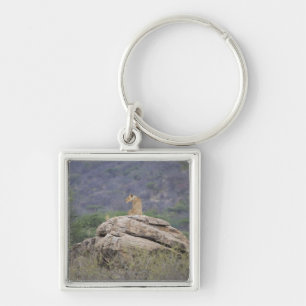 Chaveiro Kenya, reserva natural de Samburu, leão fêmea