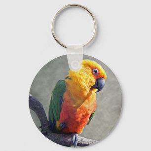 Chaveiro Keyring de Jenday Conure