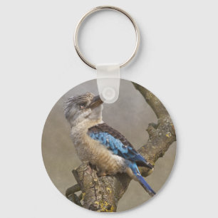 Chaveiro Keyring de Kookaburra