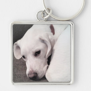 Chaveiro Labrador Preguiçoso Branco Gelado, Trazido, Mistu