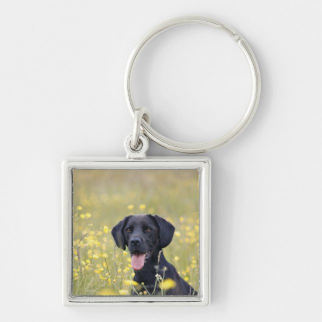 Chaveiro Labrador preto 16 meses (Frente)