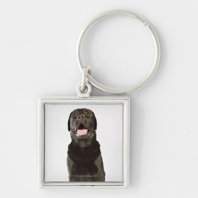 Chaveiro Labrador preto (familiaris do Canis), arfando, (Frente)