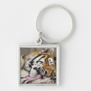Chaveiro Lambedura do altaica de tigris do Panthera do