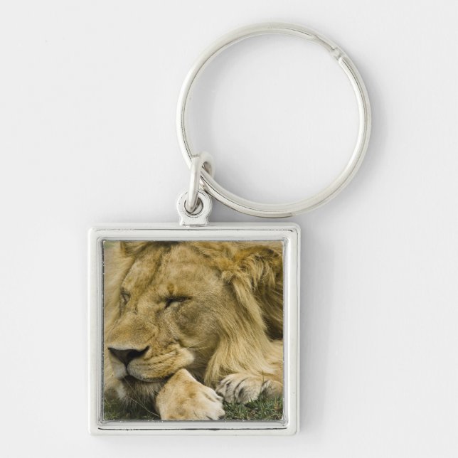 Chaveiro Leão Africano, Panthera leo, deitado dormindo (Frente)