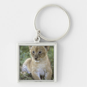 Chaveiro leão-africano, Panthera leo), Tanzânia,