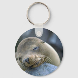 Chaveiro Leão-bebê das Ilhas Galápagos