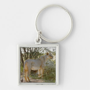 Chaveiro leão da leoa, Panthera leo, Kgalagadi