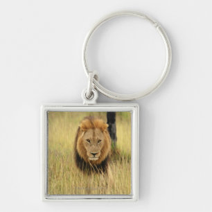 Chaveiro Leão (Panthera leo) que anda em uma floresta,