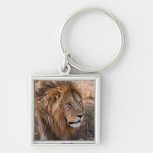 Chaveiro Leão Reserva Nacional Maasai Mara, Quênia