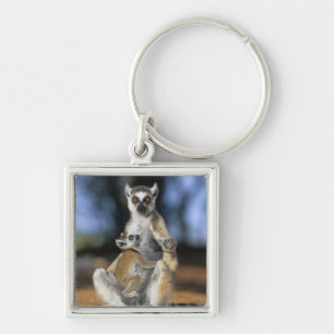 Chaveiro Lêmure-de-cauda-anelada, (Lemur catta), Mãe e