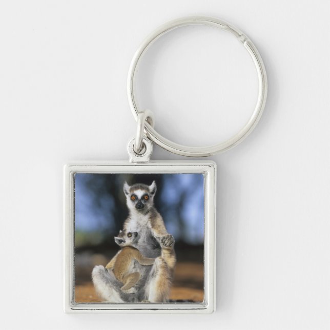 Chaveiro Lêmure-de-cauda-anelada, (Lemur catta), Mãe e (Frente)
