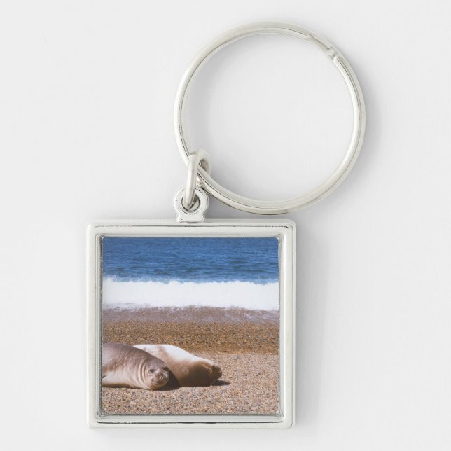 Chaveiro Leões de mar que descansam na praia (Frente)