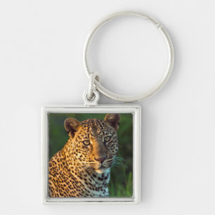 Chaveiro Leopardo Macho (Panthera Pardus) Filhote Adulto