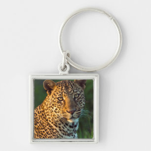 Chaveiro Leopardo Macho (Panthera Pardus) Filhote Adulto