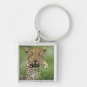 Chaveiro Leopardo, pardus do Panthera, jogo de Sabi Sabi
