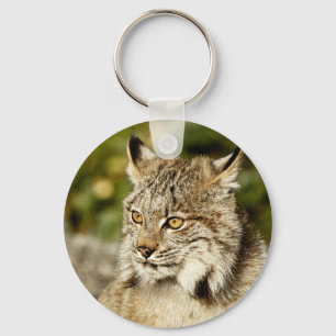 Chaveiro Lince canadense