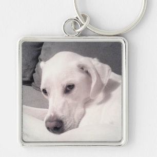Chaveiro Linda Cinza de Cães Branco Labrador Mix Keycha