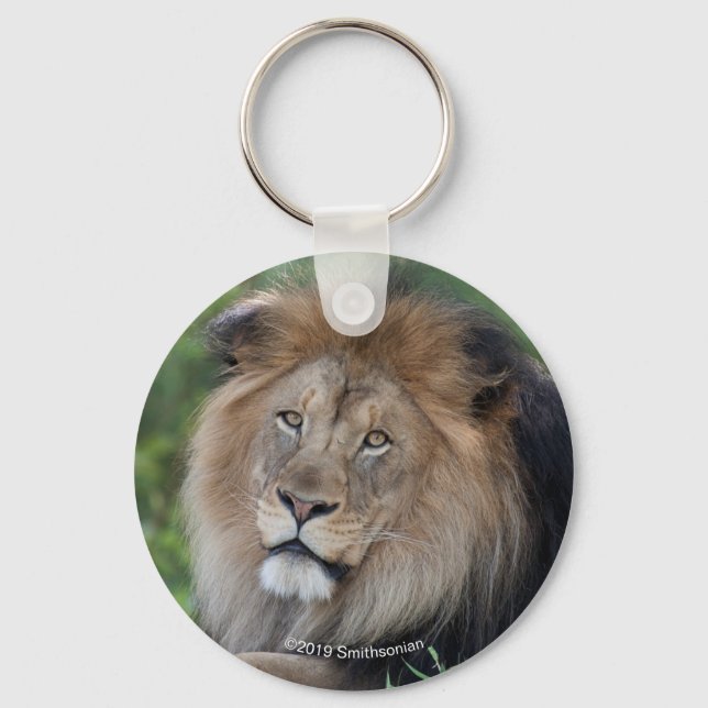 Chaveiro Lion Lounging em uma Floresta (Frente)