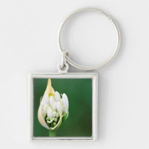 Chaveiro Lírio Africano, Agapanthus Praecox, Cidade do Cabo