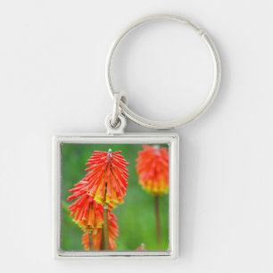 Chaveiro Lírio Tocha (Kniphofia Uvaria), Cabo Ocidental