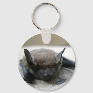 Chaveiro Little brown bat (Myotis lucifugus)