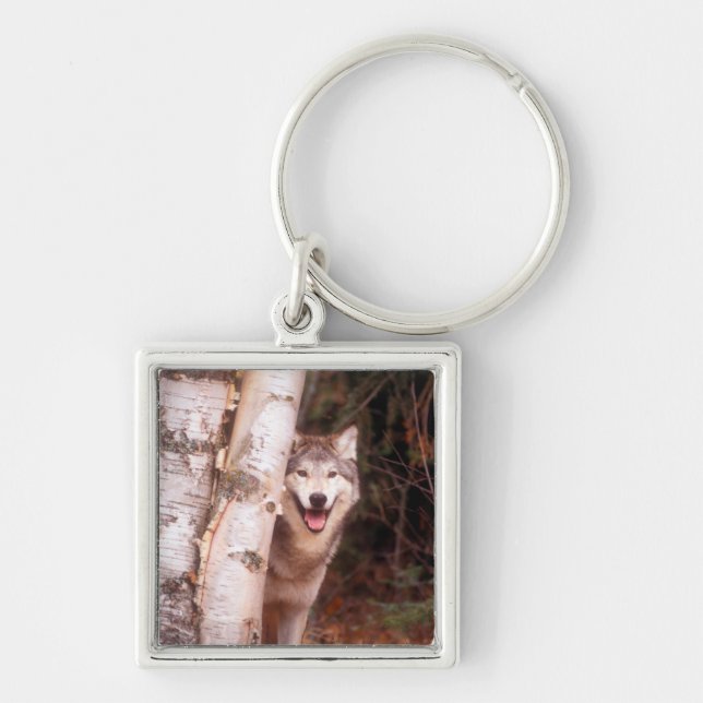 Chaveiro Lobo Cinzento Atrás de uma Árvore (Frente)