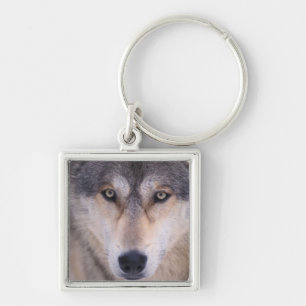 Chaveiro lobo cinzento, Canis lupus, close-up dos olhos