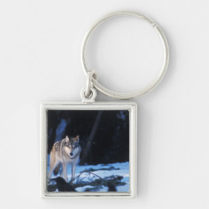 Chaveiro lobo cinzento, Canis lupus, nos contrafortes
