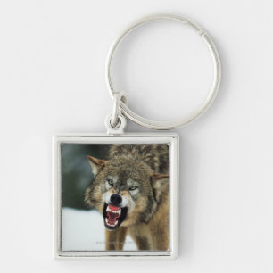 Chaveiro Lobo cinzento Snarling