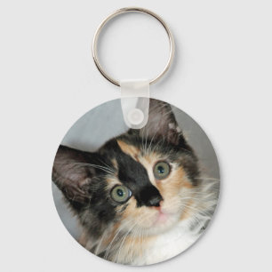 Chaveiro Longhair americano do gatinho do abrigo