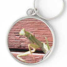 Louva-a-deus Praying