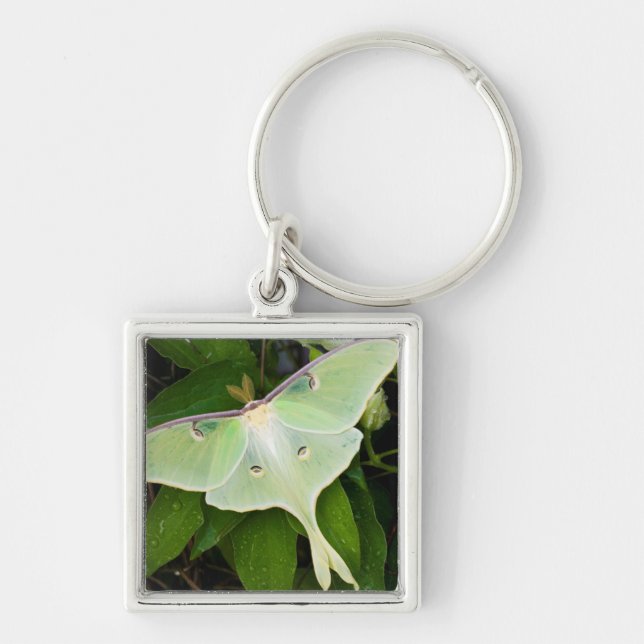 Chaveiro Luna Moth sobre Carnaby Clematis (Frente)